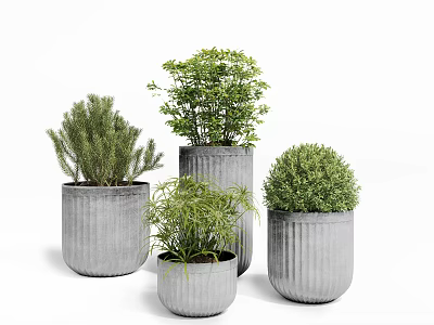 Various Bonsai Potted Plants In Textured Gray Concrete Pots For Home Decor 3d model