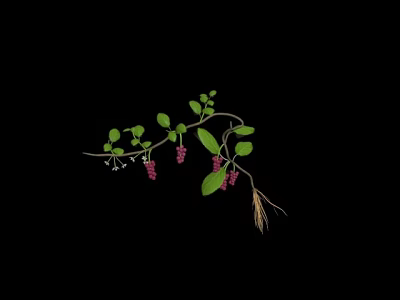 Green Plant Branch With Small Leaves Pink Berries And Roots 3d model