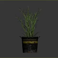 Green Plant with Slender Green Leaves in Black Bucket Featuring Yellow Stripes against Gray Background