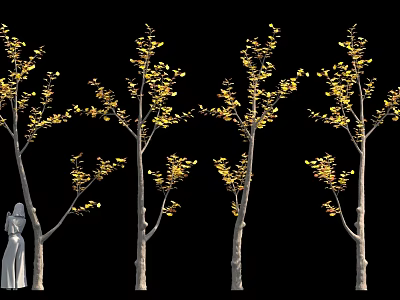 Ginkgo Trees With Yellow Leaves Against Black Background And Person Silhouette 3d model