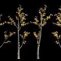 Ginkgo Trees With Yellow Leaves Against Black Background And Person Silhouette