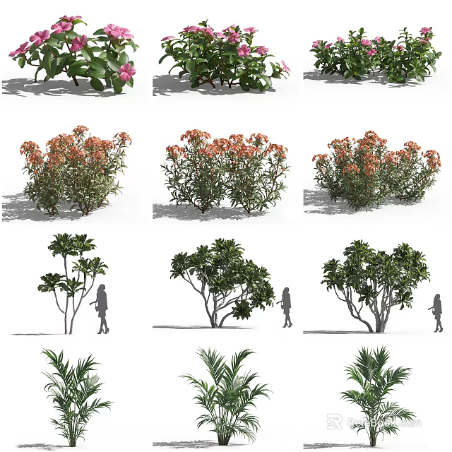 Different Varieties of Flowering Bushes with Pink Blooms and Human Figure for Scale 3d model 