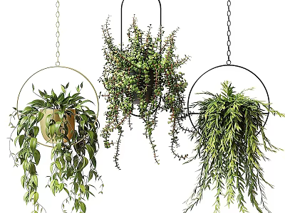 Stylish Hanging Basket Plants With Metal Chain Hangers And Trailing Green Foliage 3d model