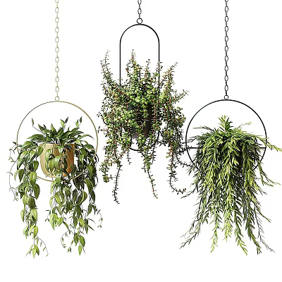 Stylish Hanging Basket Plants With Metal Chain Hangers And Trailing Green Foliage 3d model