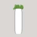 Bonsai Plant in White Tall Vase with Fresh Green Foliage for Indoor Decor