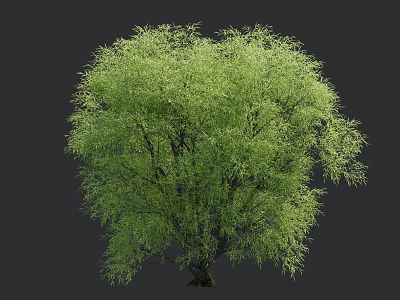 Lush Green Tree With Vibrant Foliage And Full Canopy In Natural Setting 3d model