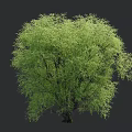Lush Green Tree With Vibrant Foliage And Full Canopy In Natural Setting