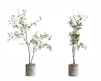 plant bonsai plant potted ornaments branch potted plant decorative ornaments floral flowers 3d model