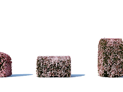 Three Pruned Geometric Shaped Pink Flowering Shrubs In Garden Landscape Design 3d model