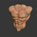 Muscular Torso Model With Well Defined Abdominal Muscles And Chest Muscles