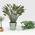 Assorted Potted Plants With Wide Leaves Small Tree And Green Vines