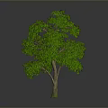 Lush Green Tree With Dense Foliage Brown Trunk And Gray Background
