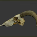 Sheep Skull With Curved Horns On Dark Background Showing Reflection 3d model