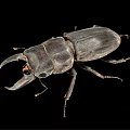 modern beetle insect 3d model