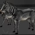 Three Zebras With Black White Stripes Standing On Gray Floor Against Black Background