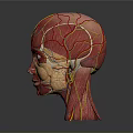 Medical Device 3D Head Anatomical Model Showing Detailed Vascular Structure For Medical Education