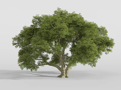 Lush Green Tree With Dense Canopy And Strong Trunk In Natural Growth Form 3d model