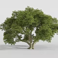 Lush Green Tree With Dense Canopy And Strong Trunk In Natural Growth Form