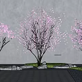 Pink Blossom Flowering Trees With Gray Wall Background Stone Path Grass And Rocks