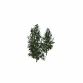 Tall Birch Trees and Lush Ivy Leaves as Charming Garden Accents in Outdoor Design