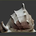 Conch Shell With Spiral Shape Pointed Edges Pink White Textured Surface On Dark Reflective Background 3d model