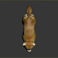 Shiba Inu Brown And White 3D Model Dog Standing On Dark Background With Shiny Coat