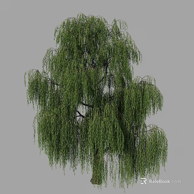 Weeping Willow Tree With Long Hanging Branches And Green Leaves In Natural Landscape 3d model 