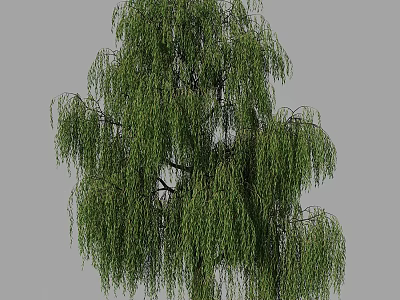 Weeping Willow Tree With Long Hanging Branches And Green Leaves In Natural Landscape 3d model