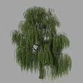 Weeping Willow Tree With Long Hanging Branches And Green Leaves In Natural Landscape