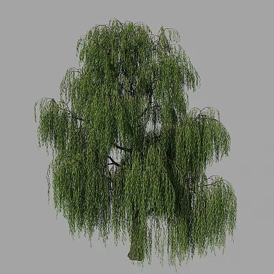 Weeping Willow Tree With Long Hanging Branches And Green Leaves In Natural Landscape 3d model