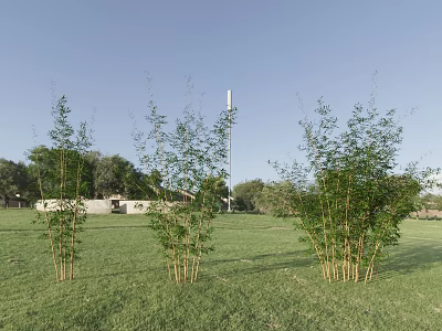 Bamboo Plants In Outdoor Grass Field Under Clear Blue Sky 3d model