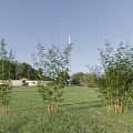 Bamboo Plants In Outdoor Grass Field Under Clear Blue Sky
