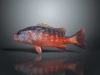 Catfish Carp Sturgeon Bass Freshwater Fish Various Carp Grass Carp Crucian Carp 3d model