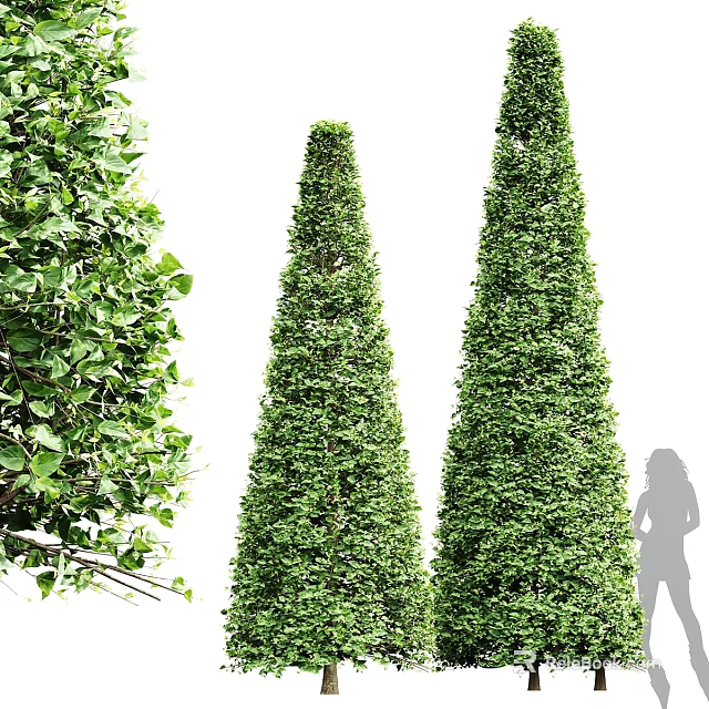 Tall Conical Arborvitae Trees With Lush Green Foliage In Garden Landscape 3d model 