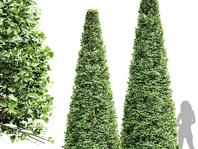 Tall Conical Arborvitae Trees With Lush Green Foliage In Garden Landscape 3d model