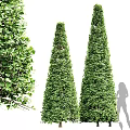 Tall Conical Arborvitae Trees With Lush Green Foliage In Garden Landscape