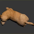 Light Brown Golden Retriever Puppy in Standing Pose as 3D Model on Gray Background