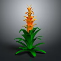 Tall Vibrant Tropical Plant With Green Leaves And Orange Layered Flowers