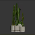 Various Cacti and Succulents in White Pots on Reflective Floor with Gray Background