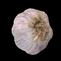 Fresh Organic Whole Garlic Bulb With Purple White Stripes And Papery Skin