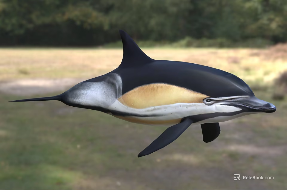Black And White Dolphin With Yellowish Belly And Long Beak Swimming In Natural Habitat 3d model 