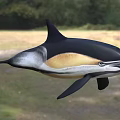 Black And White Dolphin With Yellowish Belly And Long Beak Swimming In Natural Habitat