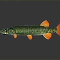 Catfish Carp Sturgeon Bass Freshwater Fish Various Carp Grass Carp Crucian Carp 3d model