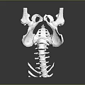 Detailed White Human Pelvis and Spine Anatomical 3D Model Structure 3d model