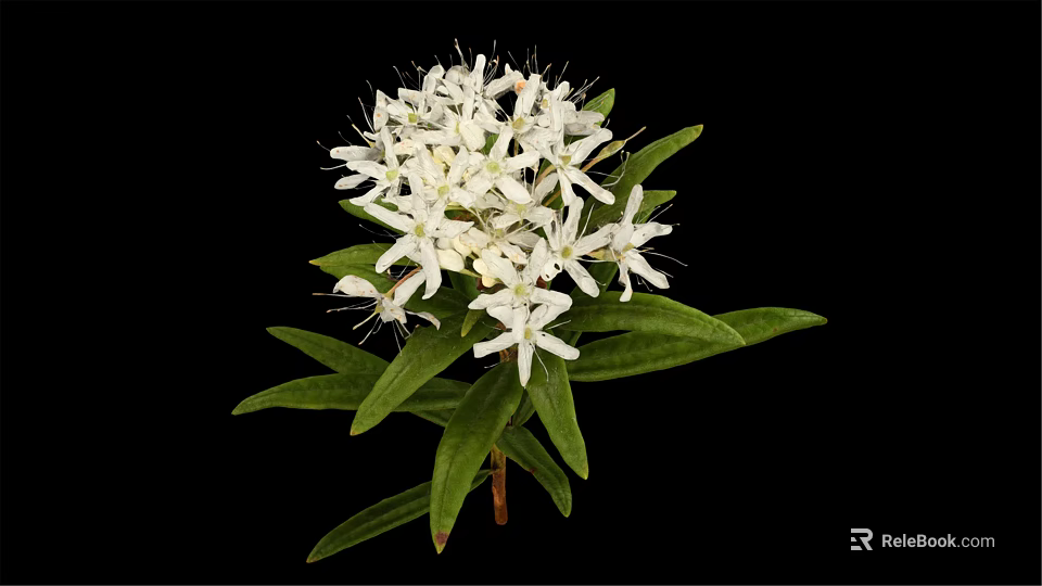 Blooming Lush Plant with White Flowers and Fresh Green Leaves 3d model 
