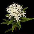 Blooming Lush Plant with White Flowers and Fresh Green Leaves