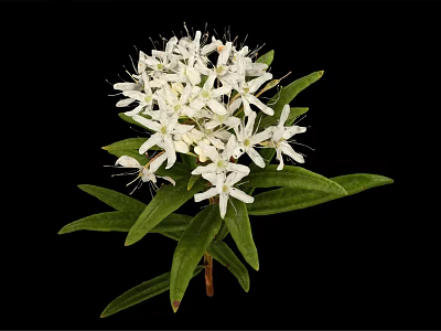 Blooming Lush Plant with White Flowers and Fresh Green Leaves 3d model