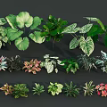 Various Types of Shrubs with Different Leaf Shapes and Colors for Garden Landscaping