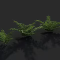 Three Different Sizes of Ferns Against Gray Background with Natural Shadows