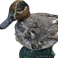 Two Duck Specimens Standing And Head Close Up With Clear Feather Details On White Background